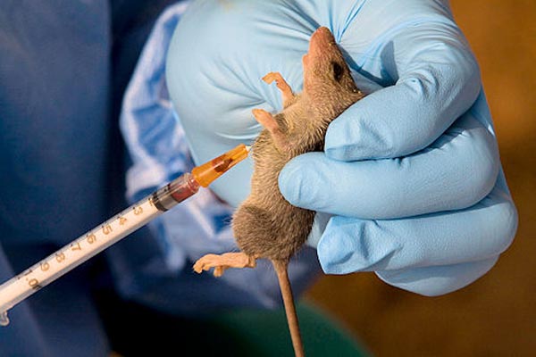 Lassa Fever Outbreak