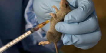 Lassa fever