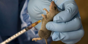 Lassa fever outbreak in Nigeria