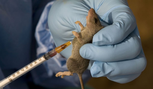 Lassa fever outbreak in Nigeria