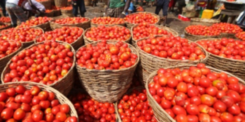 Fresh Tomatoes