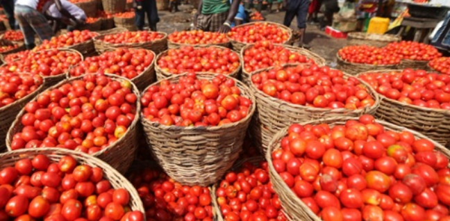 Fresh Tomatoes