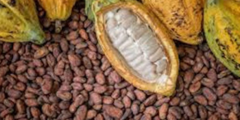 Cocoa Beans