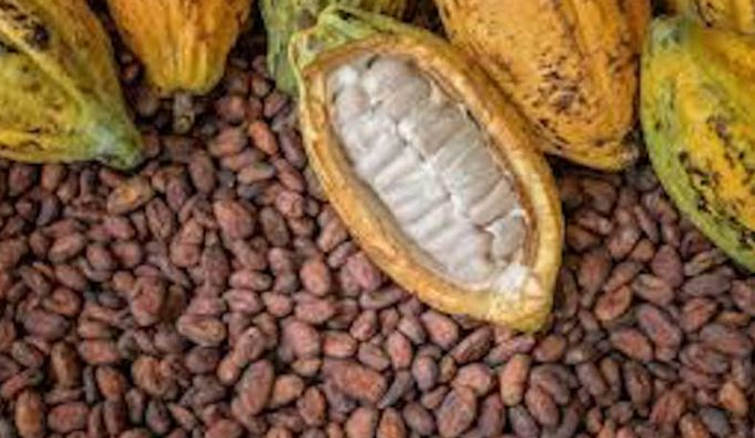 Cocoa Beans