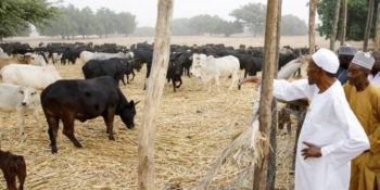 President Muhammadu Buhari at a cattle ranch