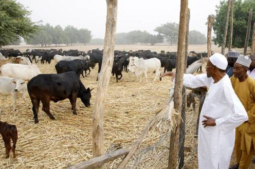 President Muhammadu Buhari at a cattle ranch