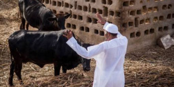 President Muhammadu Buhari and cattle