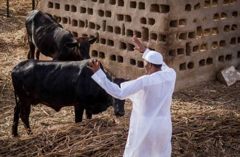 President Muhammadu Buhari and cattle