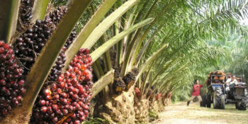 Oil palm plantation