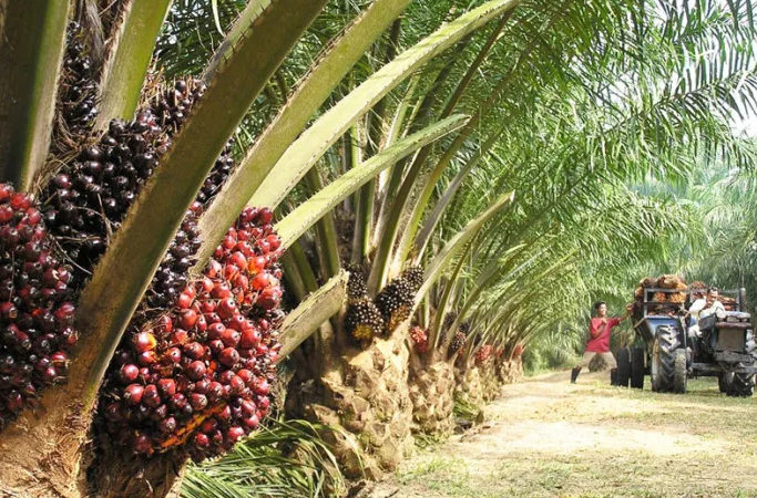 Oil palm plantation