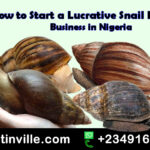 How to Start a Lucrative Snail Farming Business in Nigeria