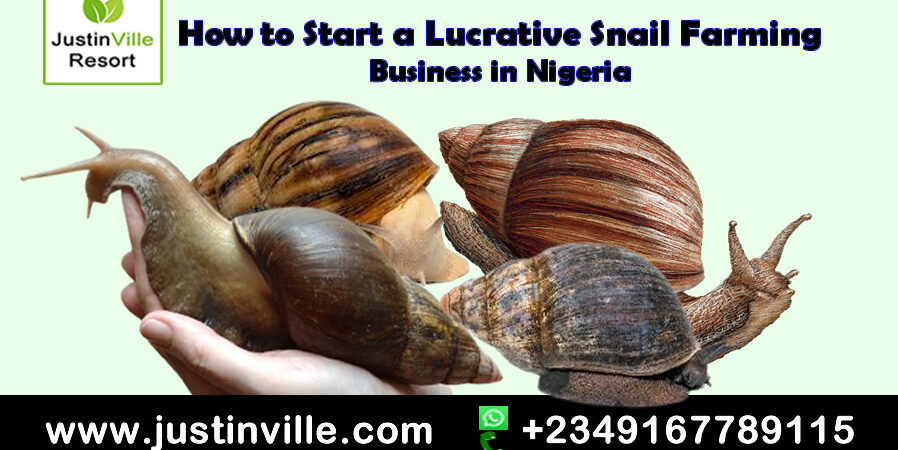 How to Start a Lucrative Snail Farming Business in Nigeria